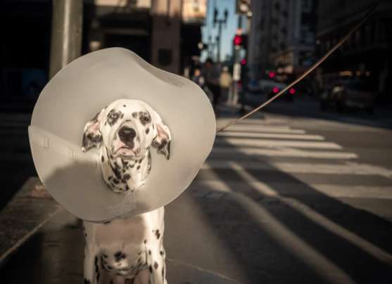 Pet Advice: First Aid Kits