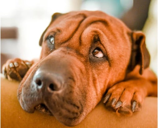 dogs lick their paws