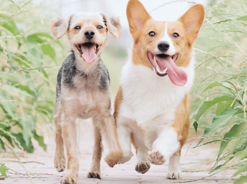 best joint chews