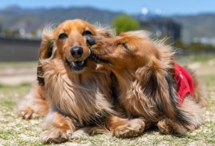 dogs