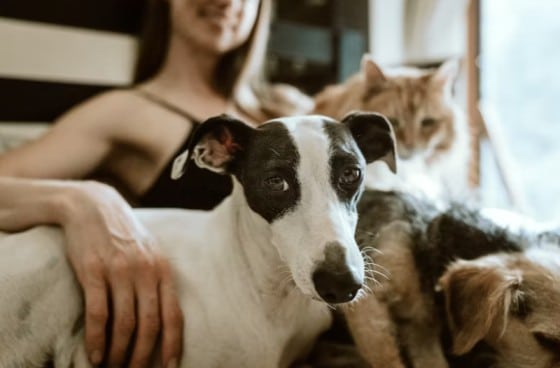 dogs and nuts