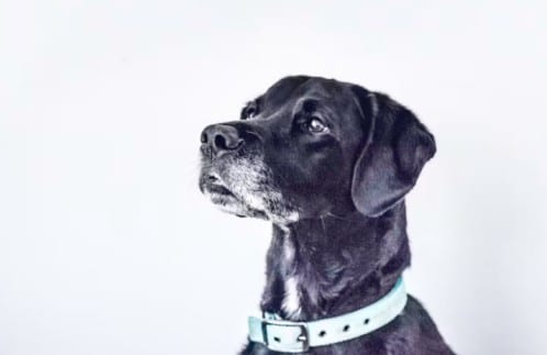 Making Your Home an Arthritis Haven: Tips to Help Your Senior Dog Thrive