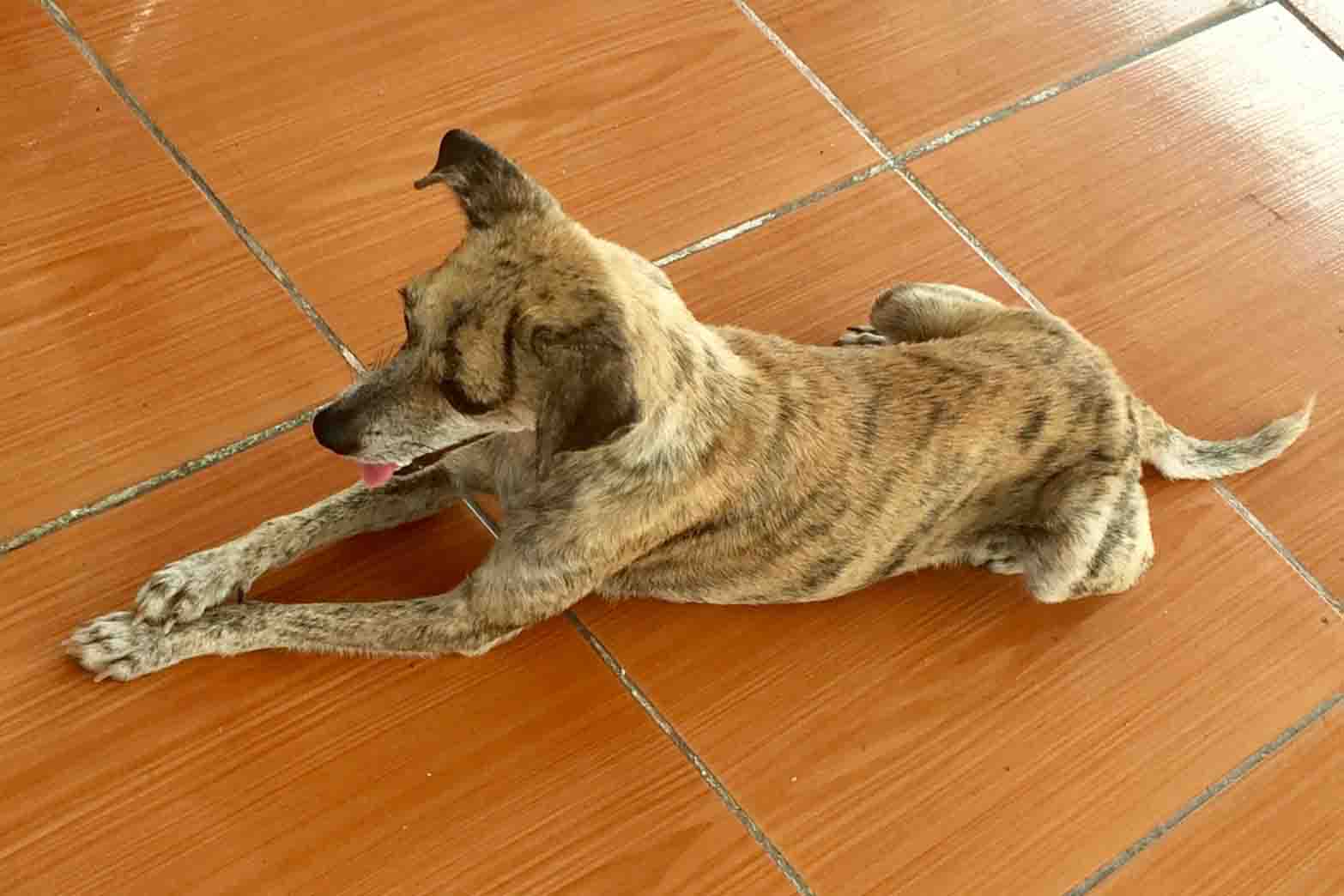 A closer look at Canine Front Leg Pain Treatment Options