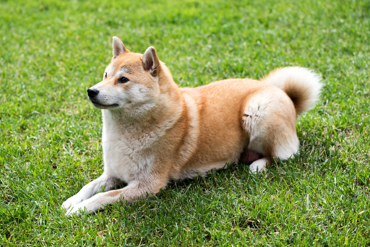 IMPA or Immune-Mediated Polyarthritis in Dogs - What it is & Treatment ...