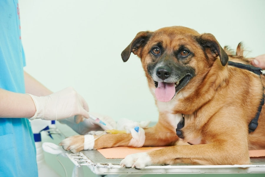5 Ways To Prevent Your Dog From Developing Cancer
