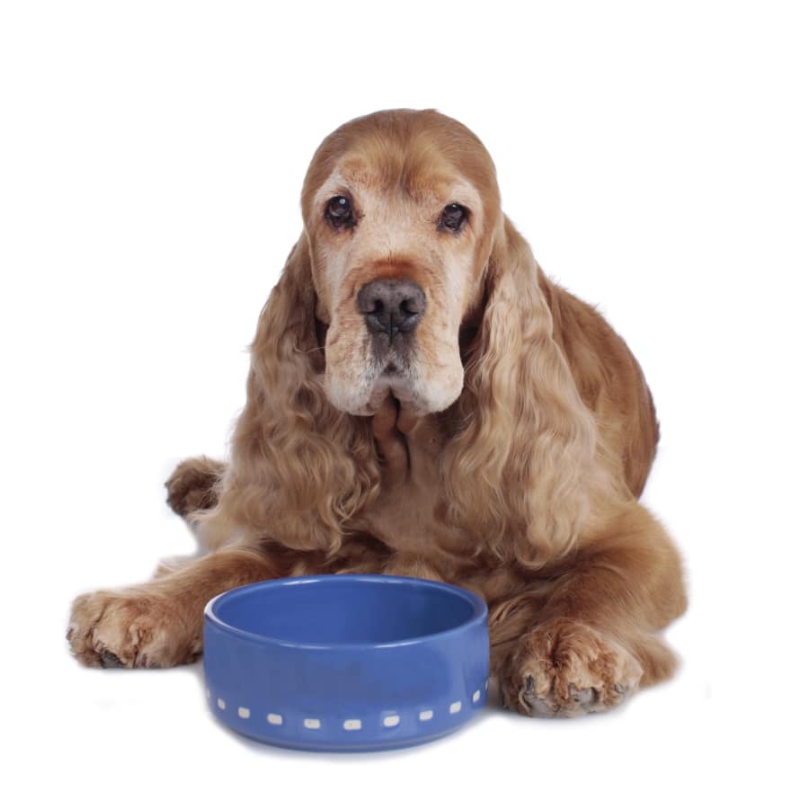 6 Tips On Feeding Senior Dogs
