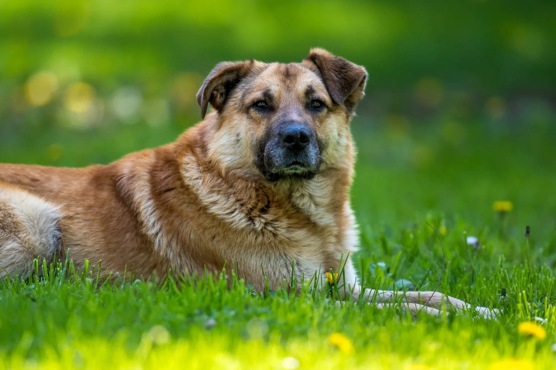 A senior dog resting outdoors