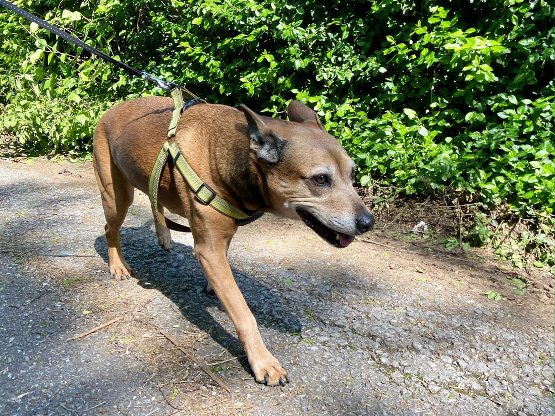 A large breed dog outdoors