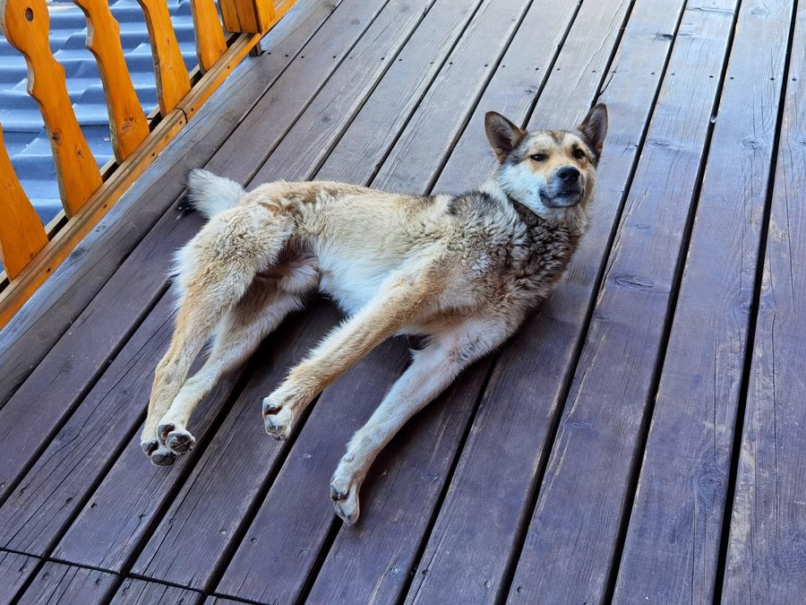 A relaxed dog resting