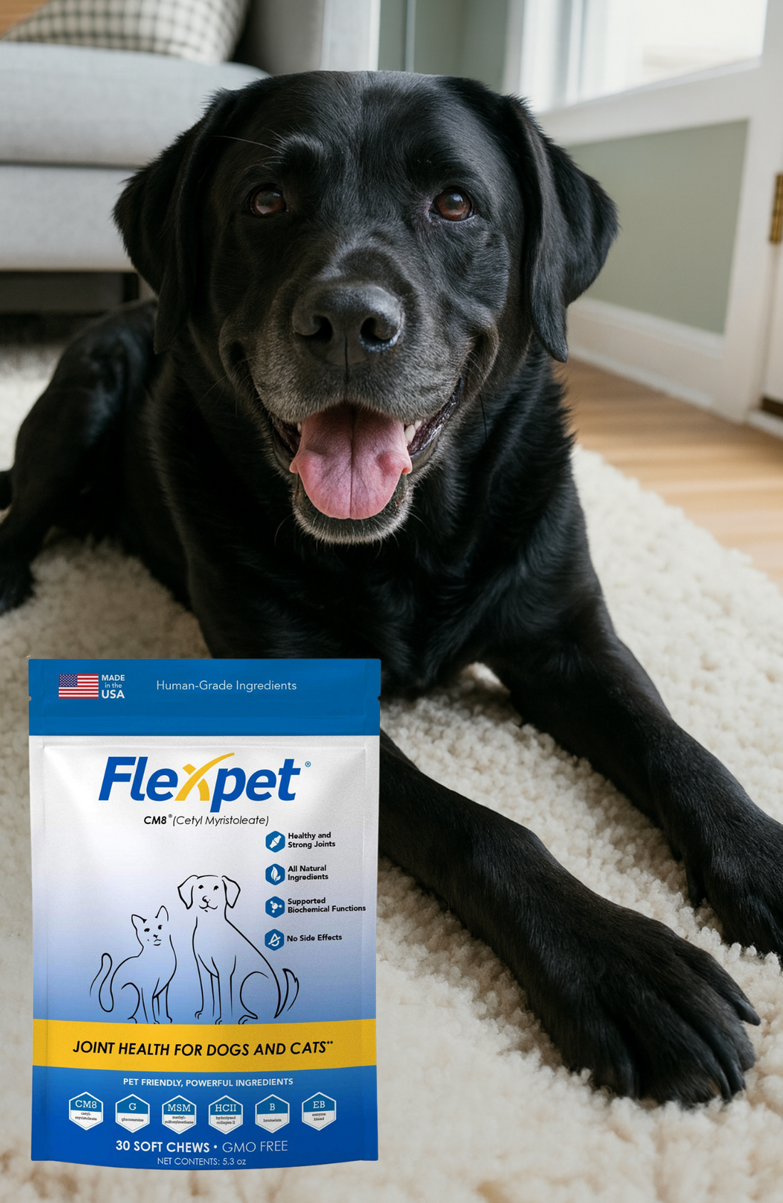 A healthy dog outdoors