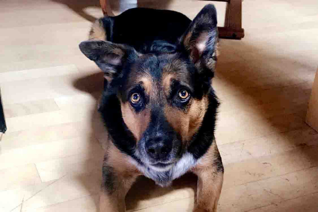 Elbow Dysplasia in Dogs