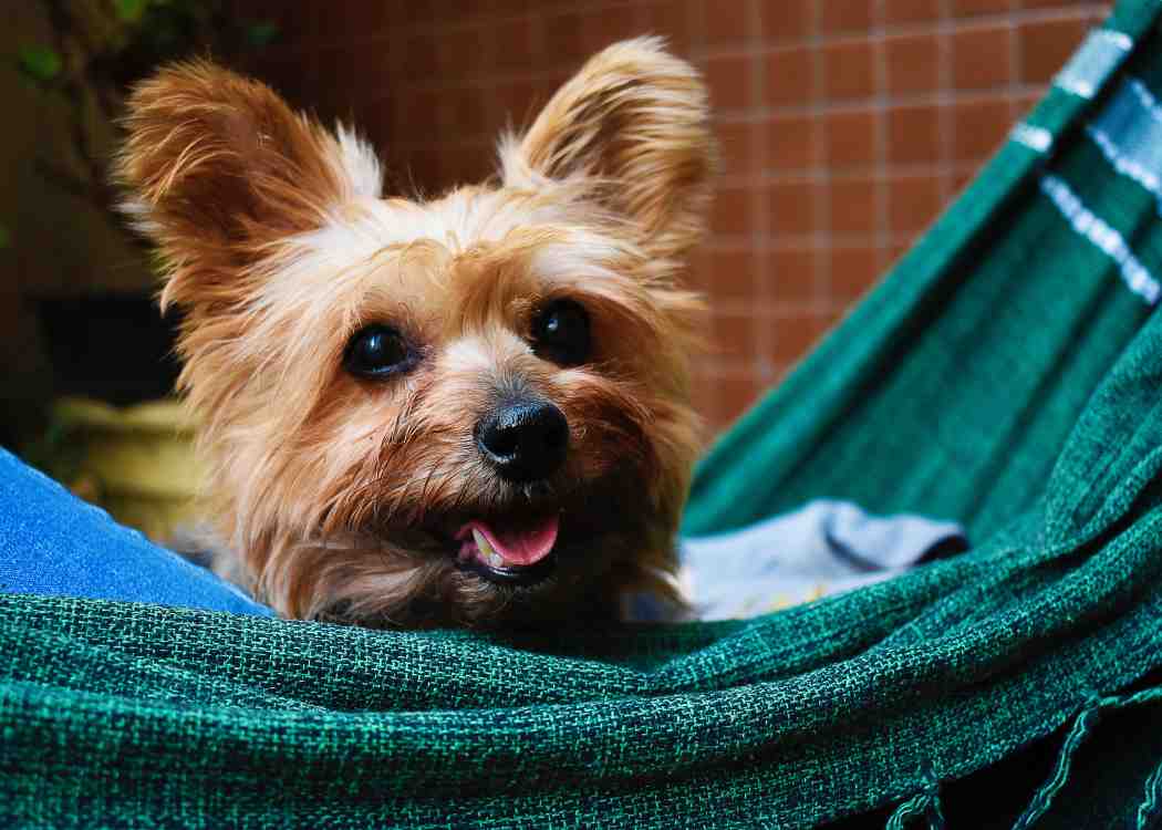 Limping Dog: Common Causes