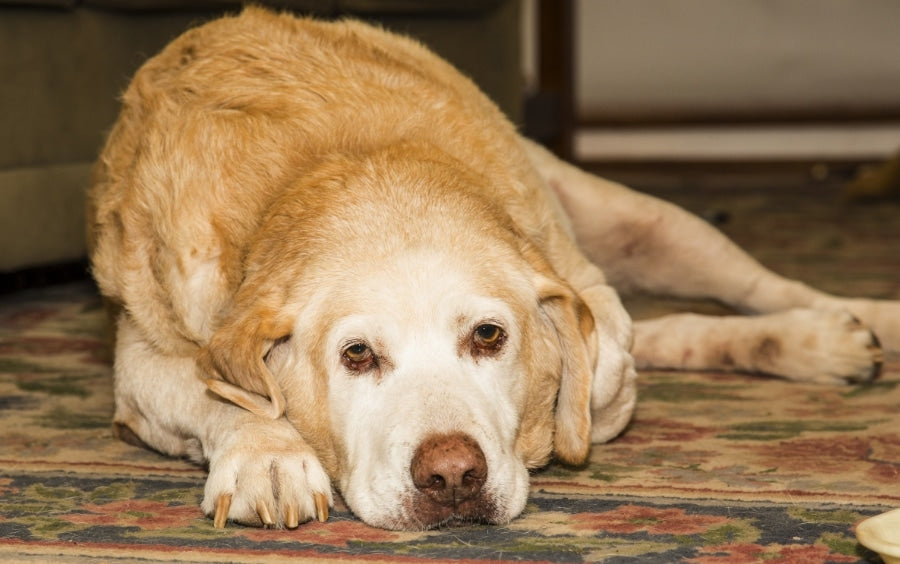 5 Common Health Ailments in Senior Dogs