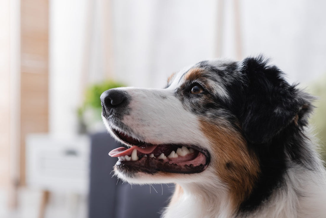 A happy, active dog