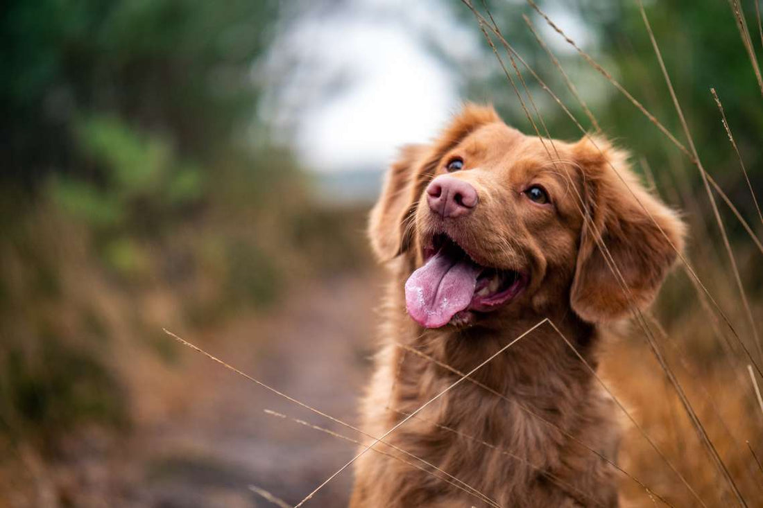 Five Simple Ways To Boost Your Pet's Immune System
