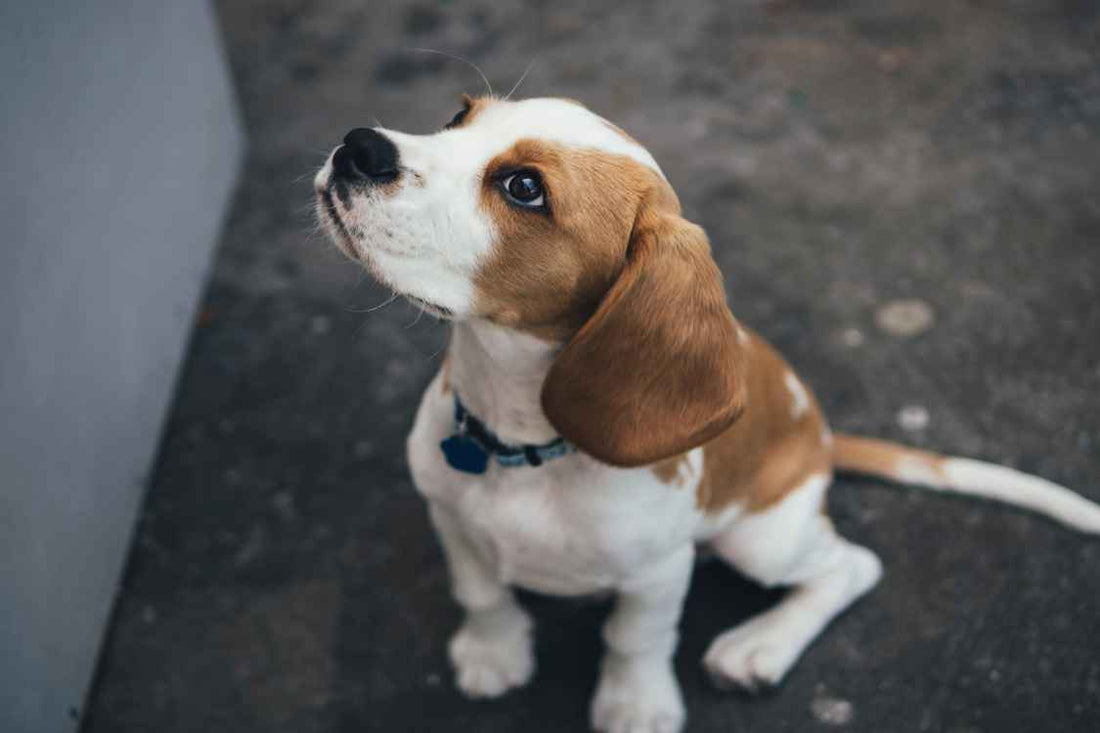 How the Opioid Crisis Is Affecting Dogs