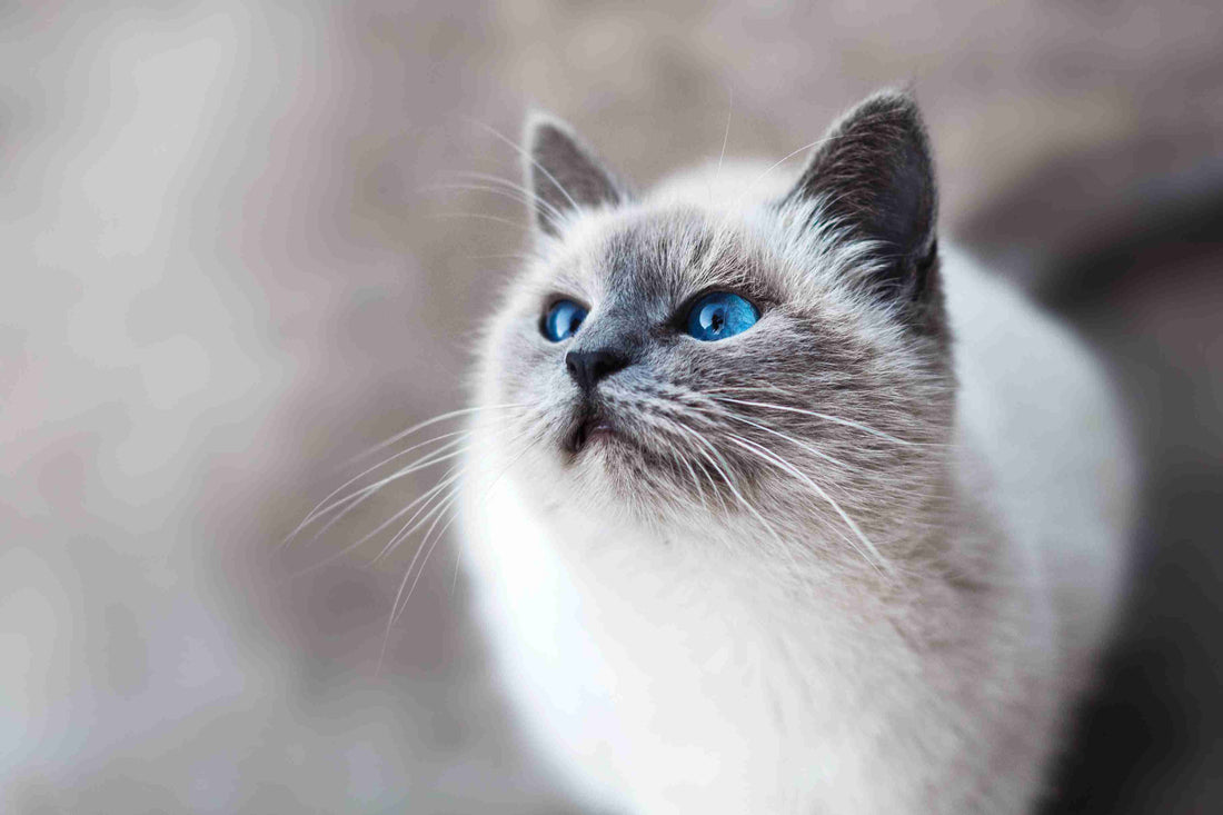 Cat Arthritis Is More Common Than You May Think