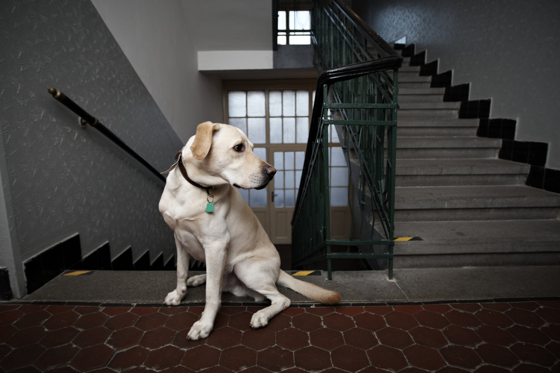 How To Teach Your Senior Dog to Use A Ramp Or Stairs