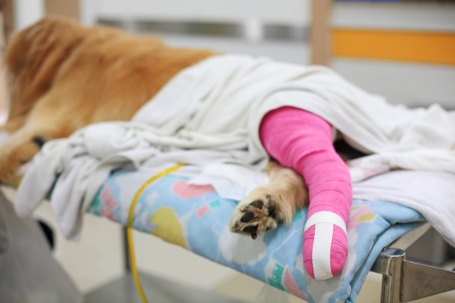 4 Myths About Surgery For Your Dog