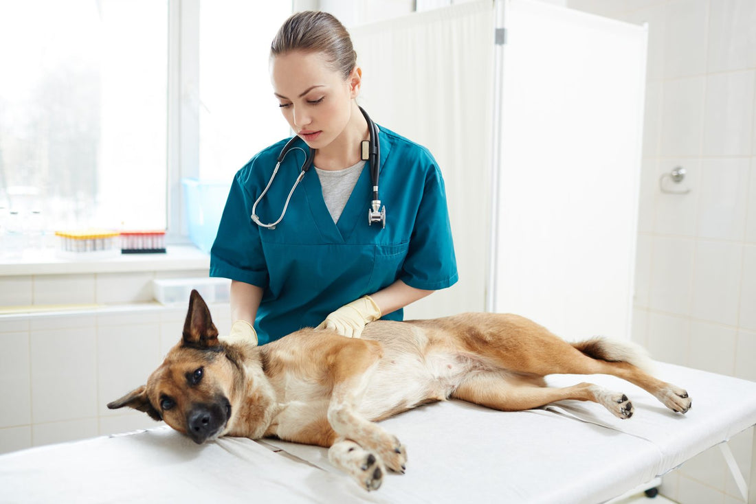 A veterinarian examining a dog
