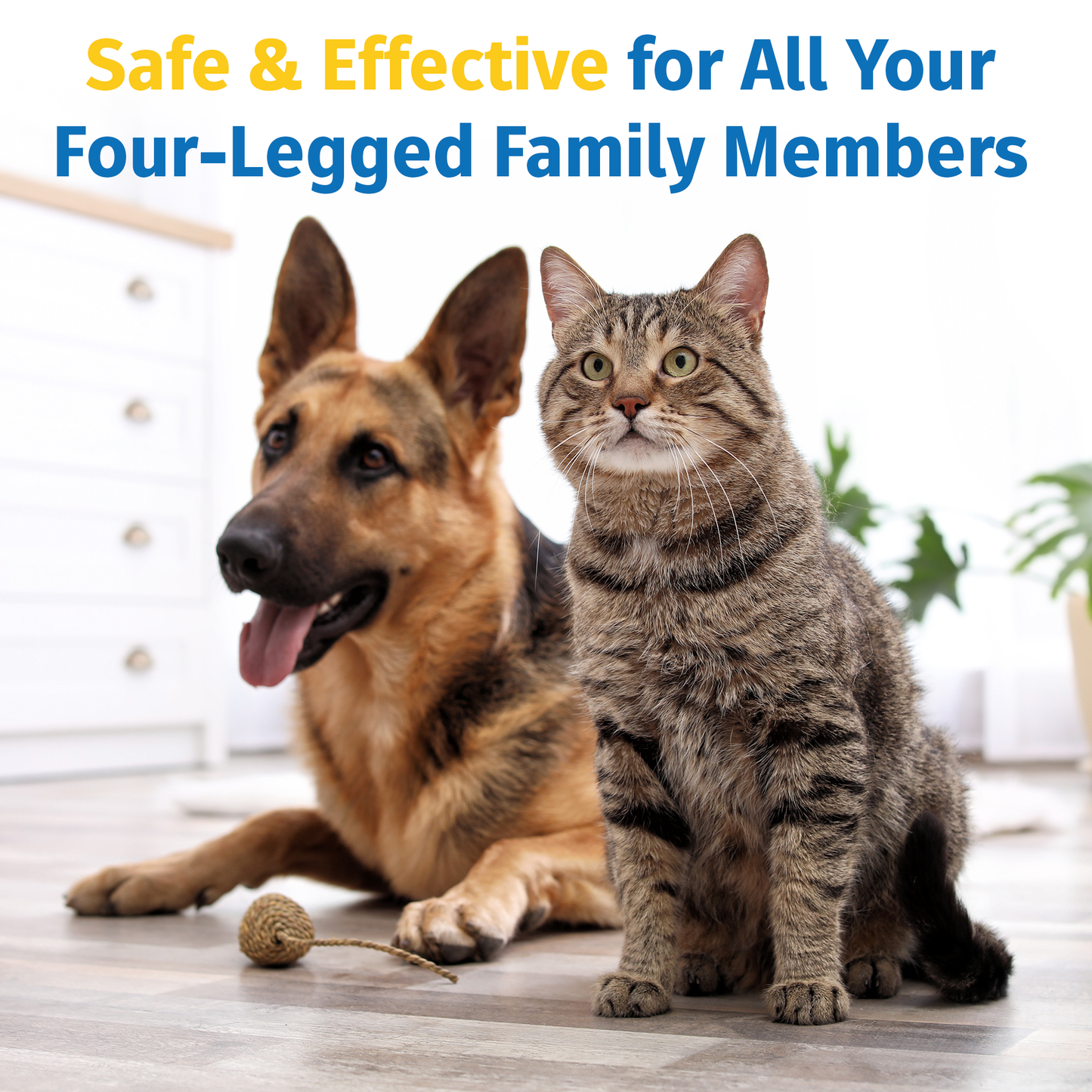 Flexpet with CM8 - Regular Strength 60 count | Subscription